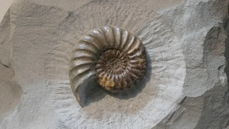 Chester museum opens summer shows on art and fossils: what residents need to know