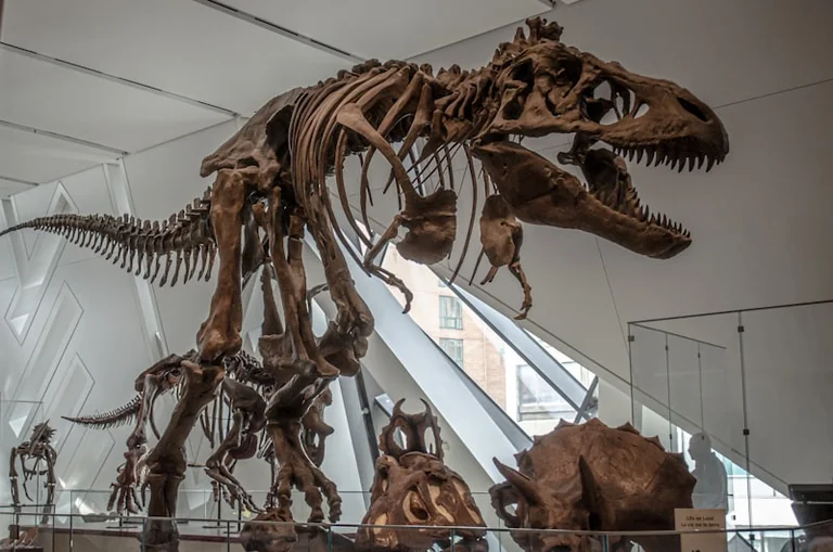 Chester museum opens summer shows on art and fossils: what residents need to know