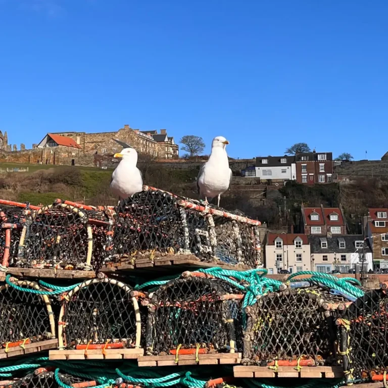 Scarborough gull plan targets cleaner town centres