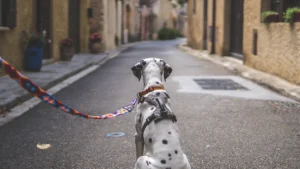 Belfast dog owner fined after child injured: what residents need to know