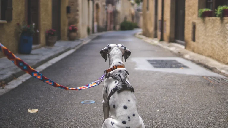 A Dalmatian dog on a leash walking down a quiet European style street.