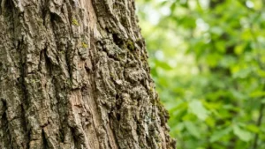 Brighton guide: Nymans tree tours run into November