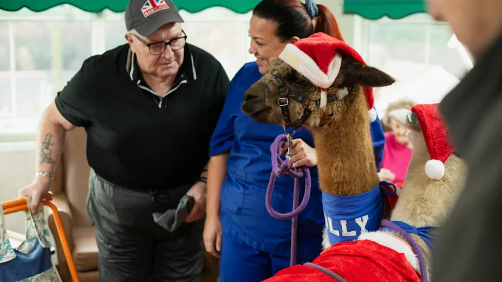 Elderly man and woman interacting with alpacas during a community care service event.