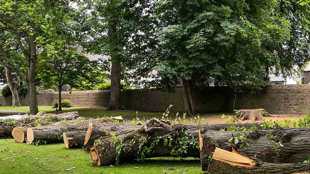 Fallen tree logs resting on a grassy area in a park setting.