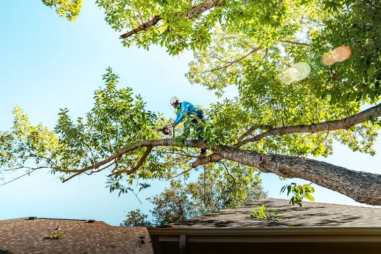 Plymouth to remove single toxic tree near Armada Way play area