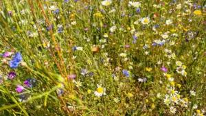 Chorley Flower Show returns to Astley Park from 31 July