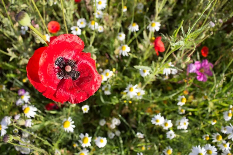 Chorley Flower Show returns to Astley Park from 31 July