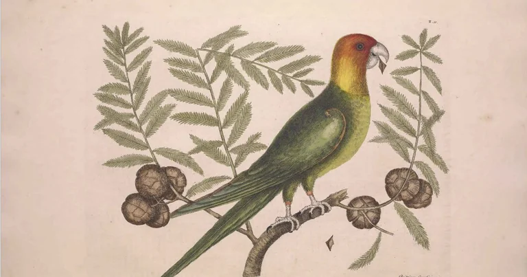 Show & Tell: free Worcester nature talk on 27 July: key details