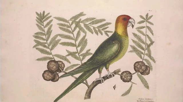 Show & Tell: free Worcester nature talk on 27 July: key details