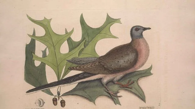Show & Tell: free Worcester nature talk on 27 July: key details
