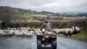 A Welsh farmer on a quad bike herding a flock of sheep