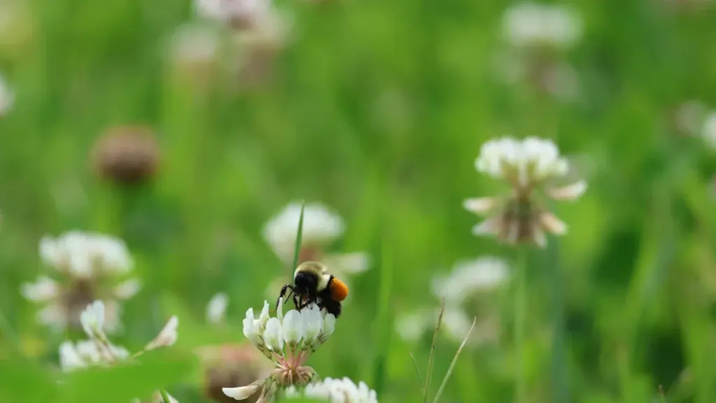 Why white clover keeps Arun’s grasslands buzzing