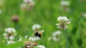 Why white clover keeps Arun’s grasslands buzzing