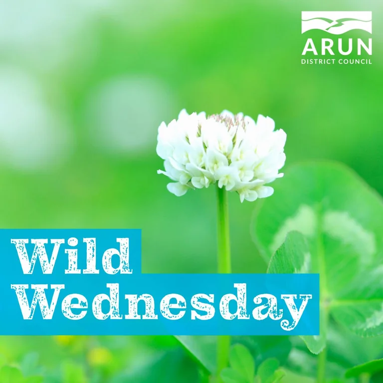 Why white clover keeps Arun’s grasslands buzzing
