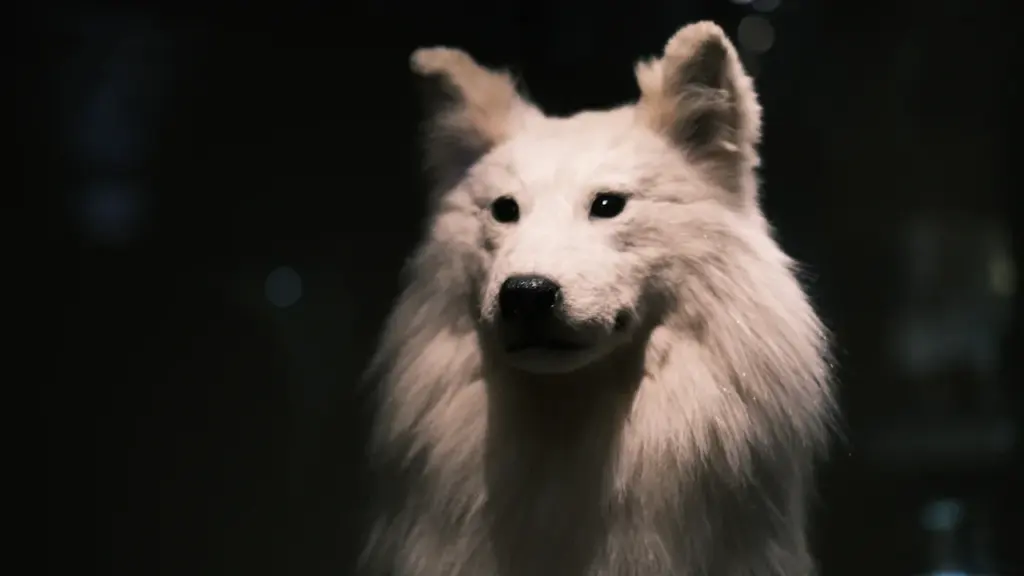 Portrait of a fluffy white dog against a dark, minimalist background.