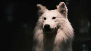York dog day opens free illusion rooms to pets
