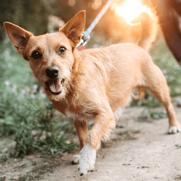Blyth charity dog walk on 22 August welcomes shorter joins