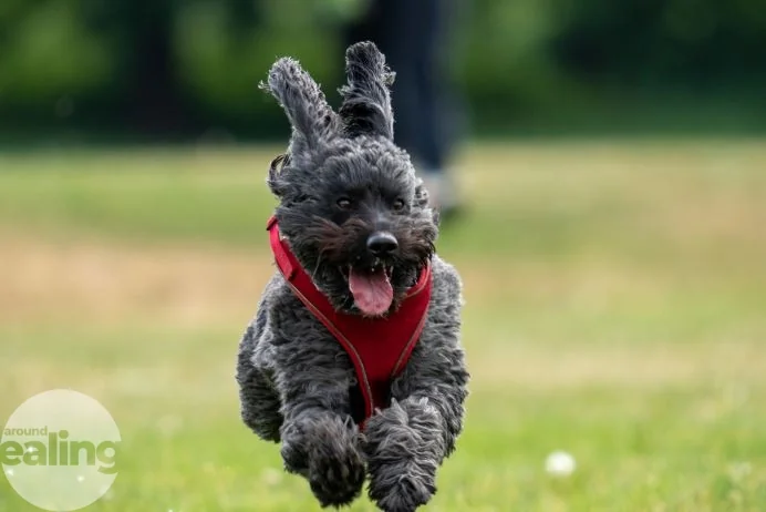 Ealing residents can pick the borough’s summer winner