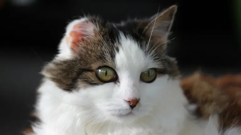 Edinburgh Pet Hospital serves as vital safety net amid rising costs