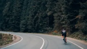 A cyclist rides along a scenic winding road bordered by a dense pine forest.