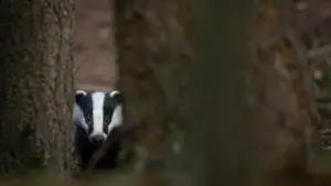 Close-up portrait of a wild European badger in its natural woodland habitat.
