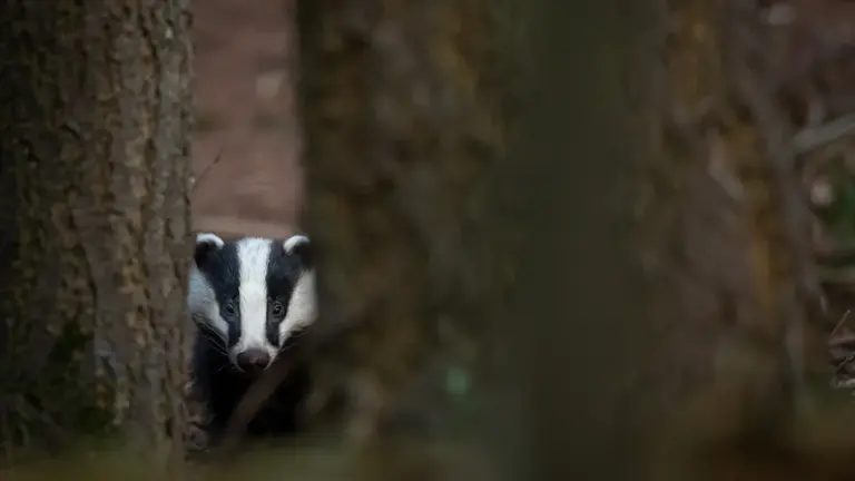 Hull’s Badger Sett Challenge: Free Entry and £1,000 Prizes