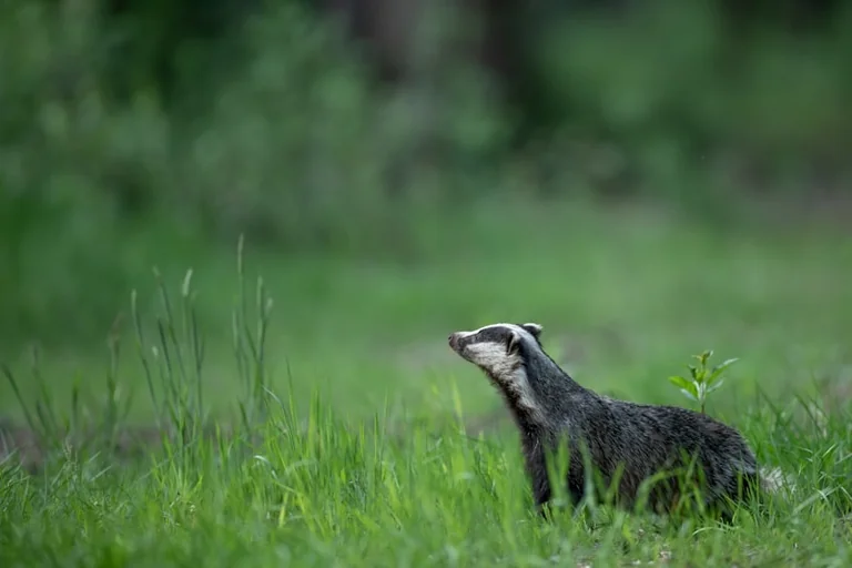 Hull’s Badger Sett Challenge: Free Entry and £1,000 Prizes