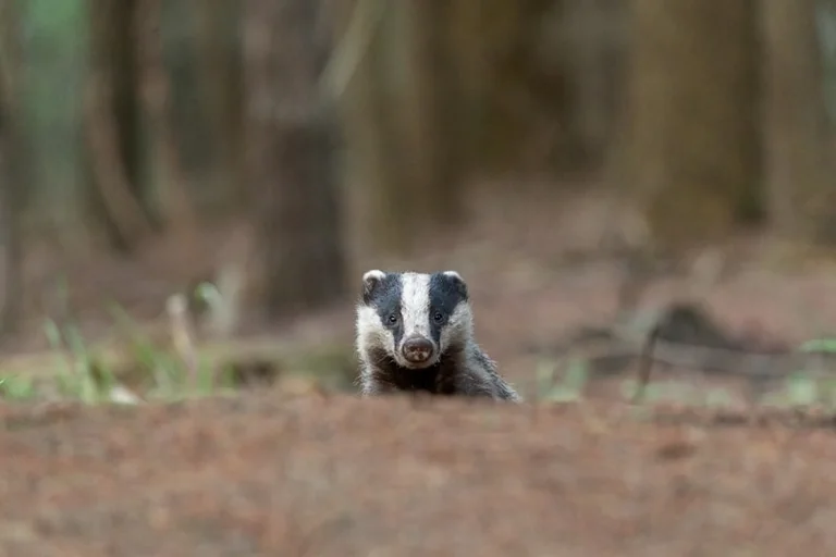 Hull’s Badger Sett Challenge: Free Entry and £1,000 Prizes
