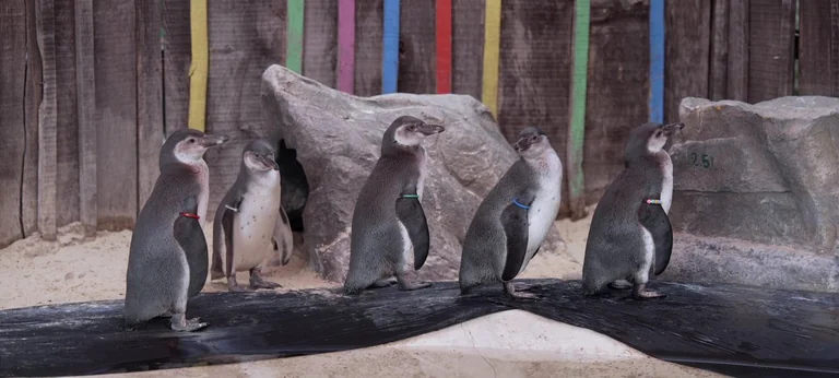London families get a zoo-linked recovery path at GOSH