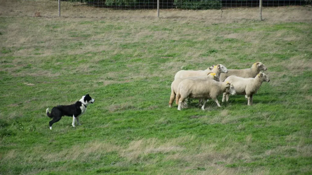 Longshaw Sheepdog Trials: £7.50 Peak District day out