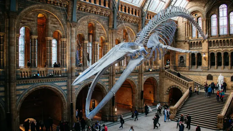 Oxford’s free Natural History Museum ABC Trail ends 9 September: what residents need to know