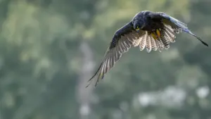Rare birds of prey are turning Bournemouth and Poole into a wildlife hub