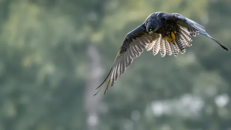 Rare birds of prey are turning Bournemouth and Poole into a wildlife hub
