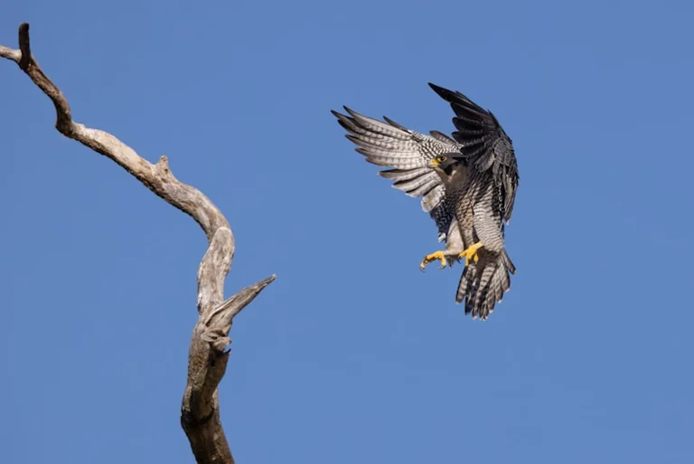 Rare birds of prey are turning Bournemouth and Poole into a wildlife hub