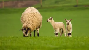 Three steps Welsh livestock keepers need as BTV-3 rises