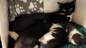 A black mother cat lies protectively with her small kittens on a green mat.