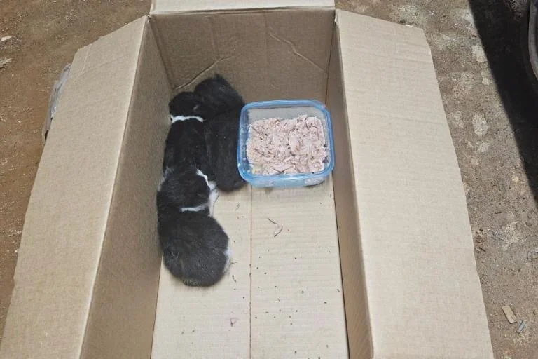 Westminster’s boiler-room cat rescue ends with new homes