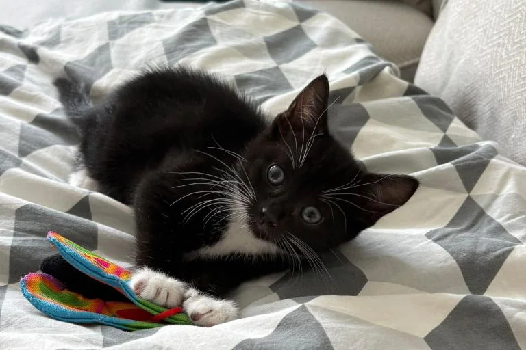 Westminster’s boiler-room cat rescue ends with new homes