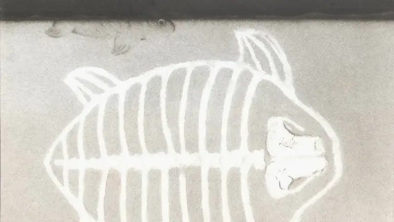 Why giant tortoises needed an equine CT scanner in the UK