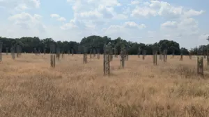 Wokingham’s free Covid woodland commemoration on 27 August