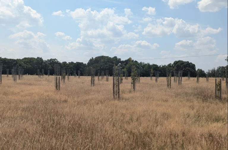 Wokingham’s free Covid woodland commemoration on 27 August