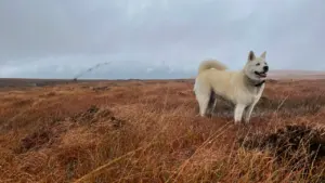 York dog owner fined over £1,000 after failing to control Akita
