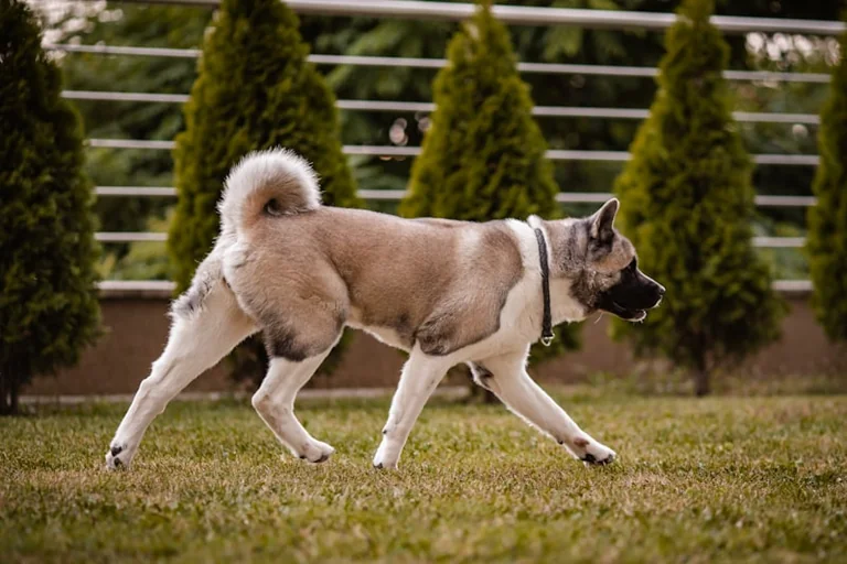 York dog owner fined over £1,000 after failing to control Akita