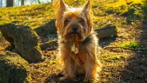 A small brown and black Yorkshire terrier sitting on rocky ground in a park.