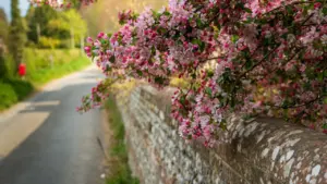Birmingham walkers take on Liverpool for blossom trees