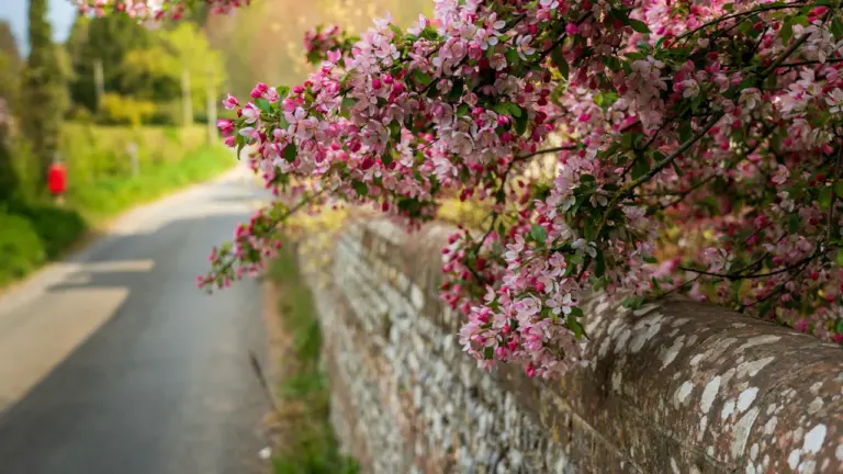 Birmingham walkers take on Liverpool for blossom trees