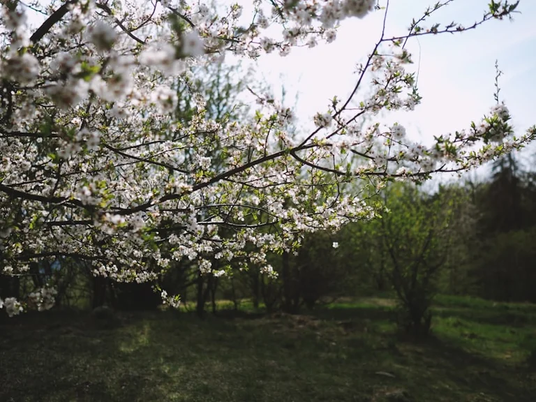 Birmingham walkers take on Liverpool for blossom trees