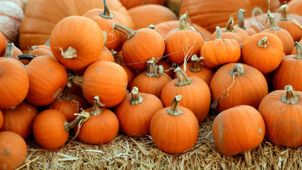 Lancashire pumpkin picking: 9 days out and a £5 option
