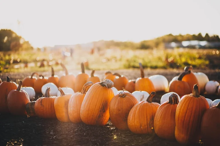 Lancashire pumpkin picking: 9 days out and a £5 option