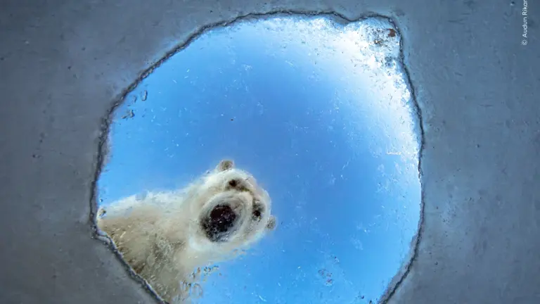 Wildlife Photographer of the Year returns to London this October